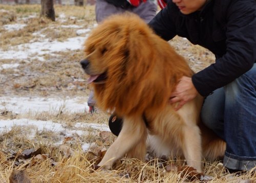 Sunreek8482;Large Pet Dog Cat Lion Wigs Mane Hair Festival Party Fancy Dress Clothes Costume - Image 5